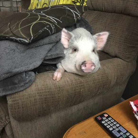 Help me raise money for expenses 4 this little guy - Picture 4 of 8